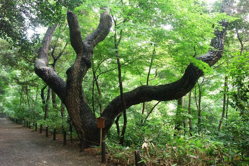 松平讃岐守の下屋敷の面影を今に伝える「物語の松」（画像提供：国立科学博物館附属自然教育園）