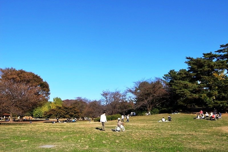 東京ドーム約1個分の広さがあり、のびのび遊べる「光が丘公園」の芝生広場