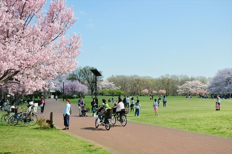 春には満開の桜を楽しむことができる「都立東村山中央公園」