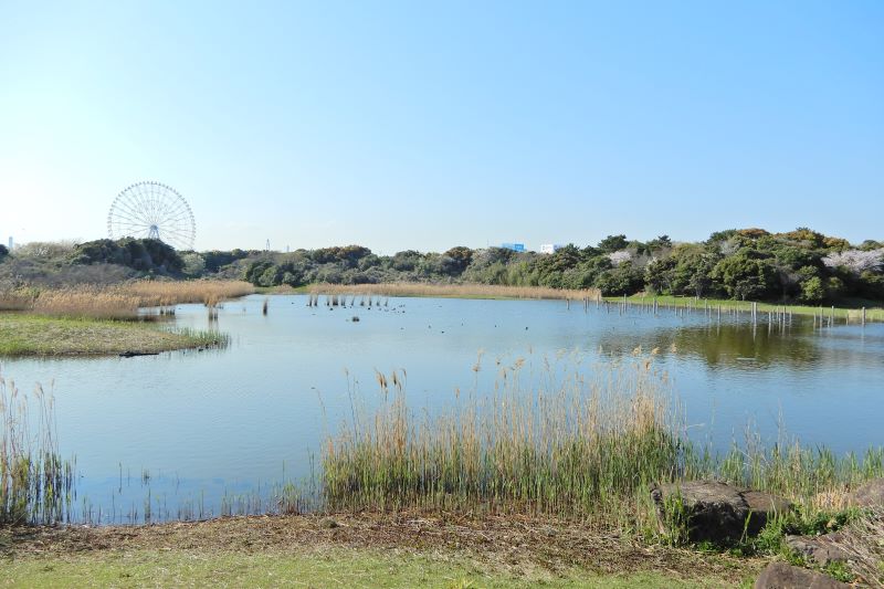鳥類園にある淡水の池「上の池」　写真提供：葛西臨海公園
