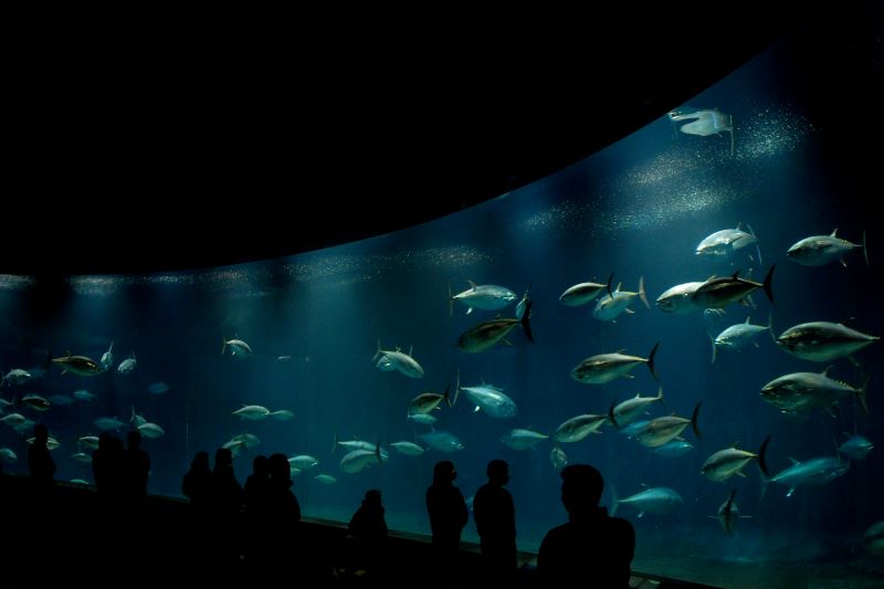 ドーナツ型の大水槽の内側「アクアシアター」　写真提供：葛西臨海水族園