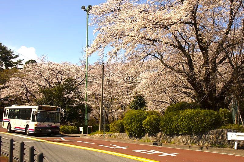 「いろは坂桜公園」の桜