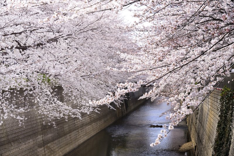 春には桜が満開