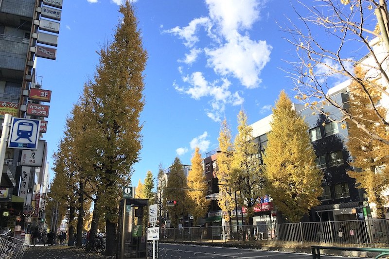駅前の青梅街道はイチョウ並木が美しい