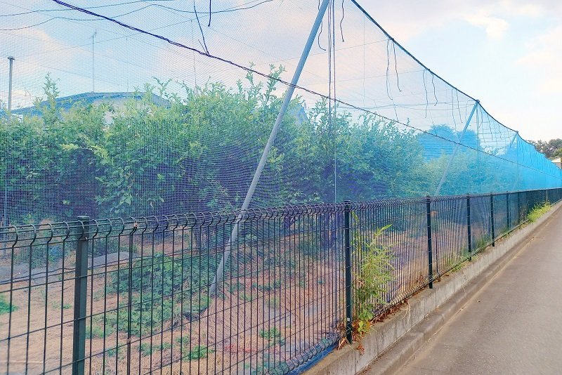 「島村ブルーベリー園」