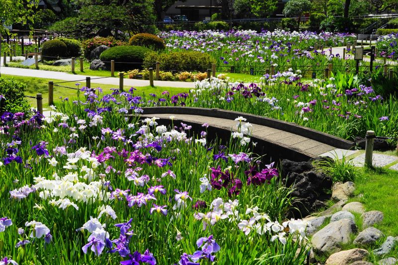 シーズンには多彩な菖蒲が咲き乱れる「堀切菖蒲園」