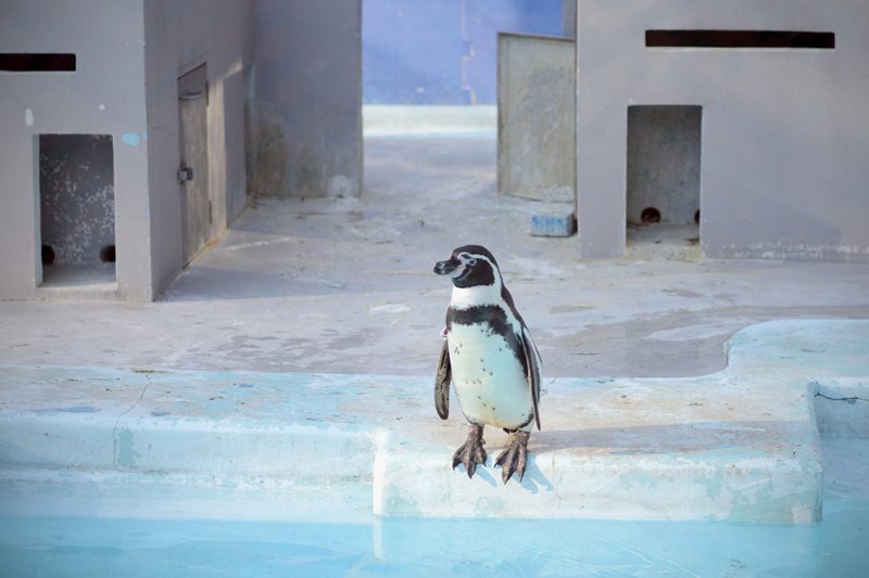 ペンギンの展示など、ほのぼのとした時間を過ごせる