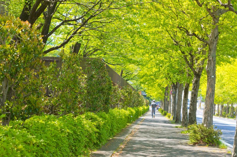 並木道が美しい横浜市青葉区大場町付近の街並み