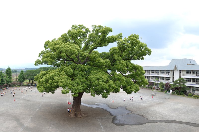 校庭の中心にある大きなくすの木がシンボル