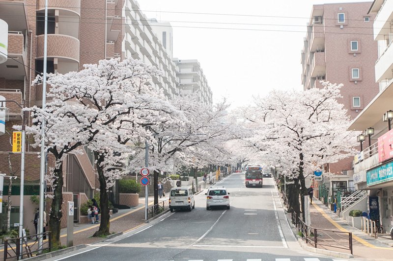 桜が彩る街並み