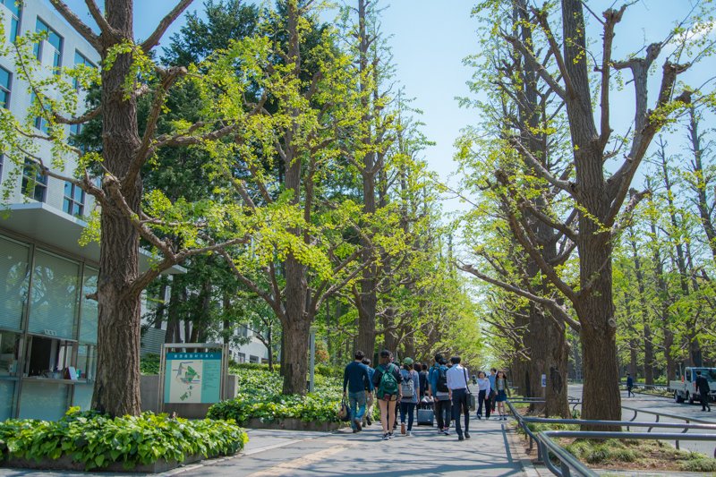 「慶應義塾大学 日吉キャンパス」入口には約100本ものイチョウの大木が立ち並び美しい