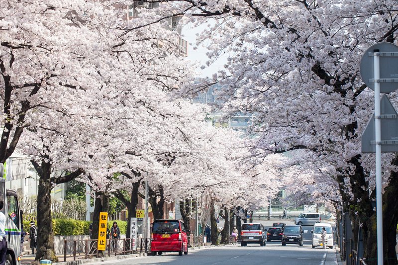 桜が美しい整備された街並み