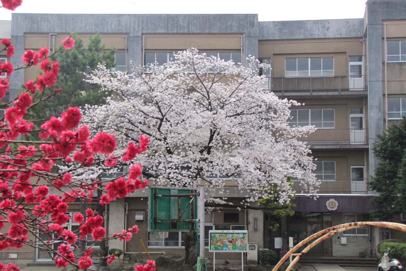 川崎市立宮崎台小学校春には花桃の花が咲き乱れる