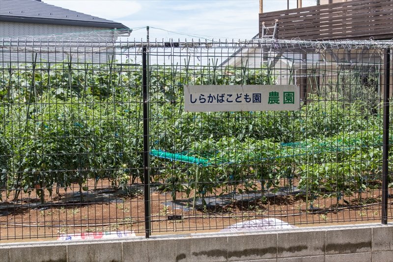 しらかばこども園の農園