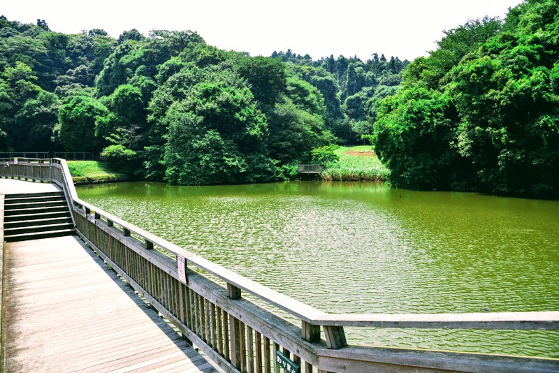 池の周囲に緑が広がる「夫婦池公園」