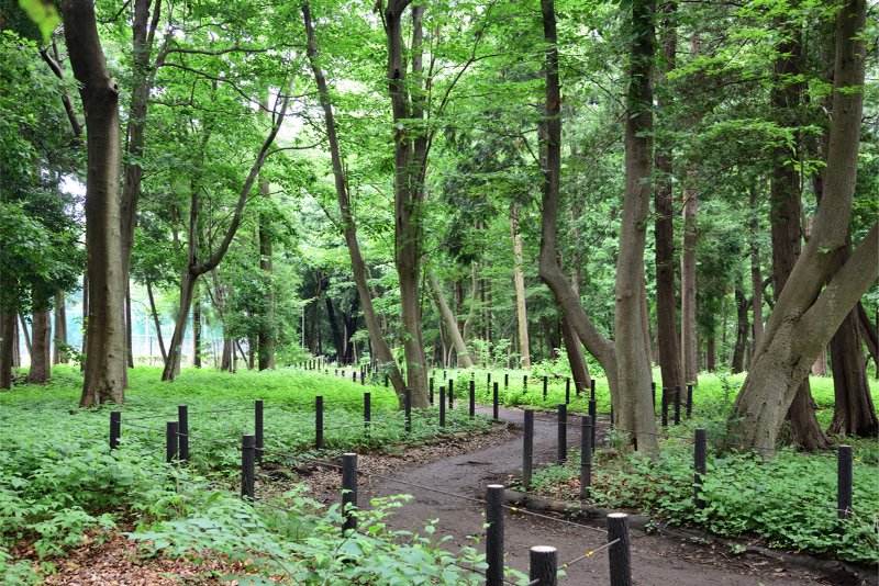 緑の中を散策できる「古淵鵜野森公園」