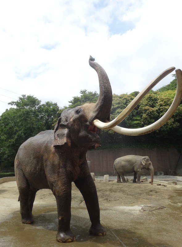 インドゾウの「ボン」　提供：横浜市立金沢動物園