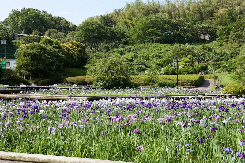 約400品種、14万株のハナショウブに出会える「横須賀しょうぶ園」