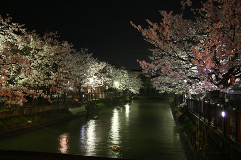 ライトアップされる夜桜も人気