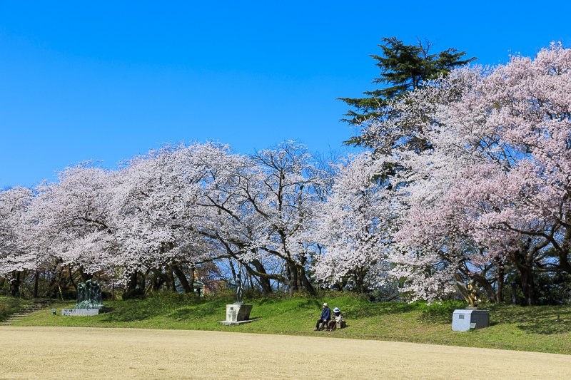 古城公園の桜