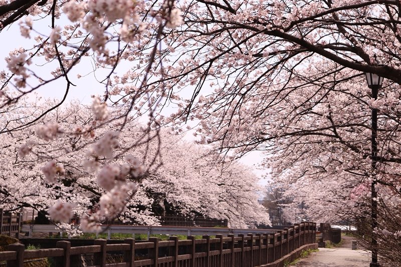 磯部堤の桜並木（画像提供：富山市観光協会）