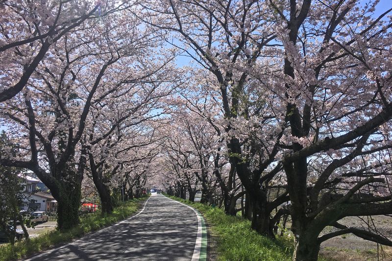 瀬戸川の桜並木