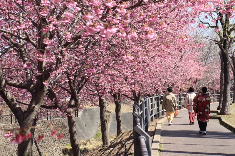 春の逆川沿いに咲く「掛川桜」