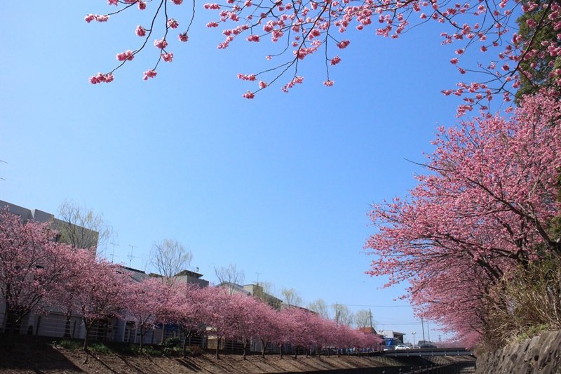 逆川沿いに咲き誇る「掛川桜」