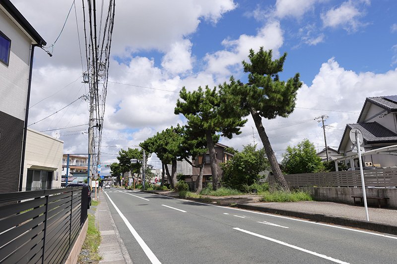 旧東海道街並みにある松並木