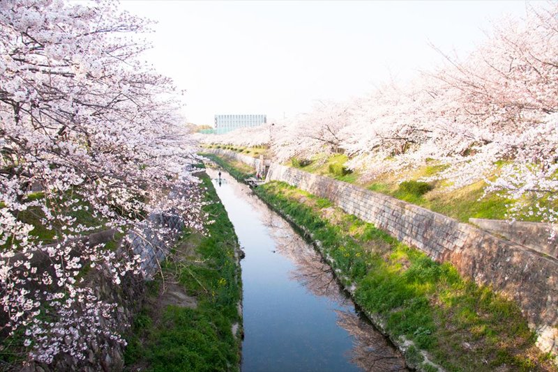 桜の名所として知られる山崎川