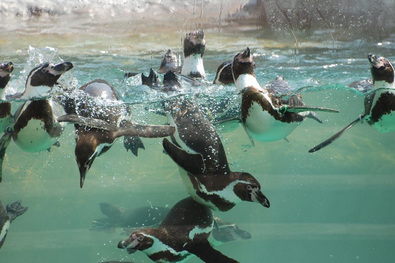 極地水族園で見られる極地ペンギン