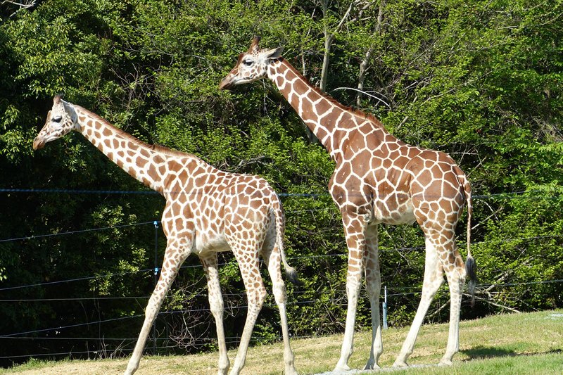 アフリカ園を散歩する2頭のキリン