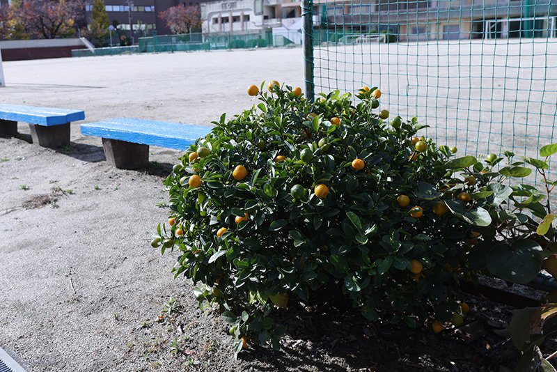柑橘類など、実のなる木が校内に植えられています