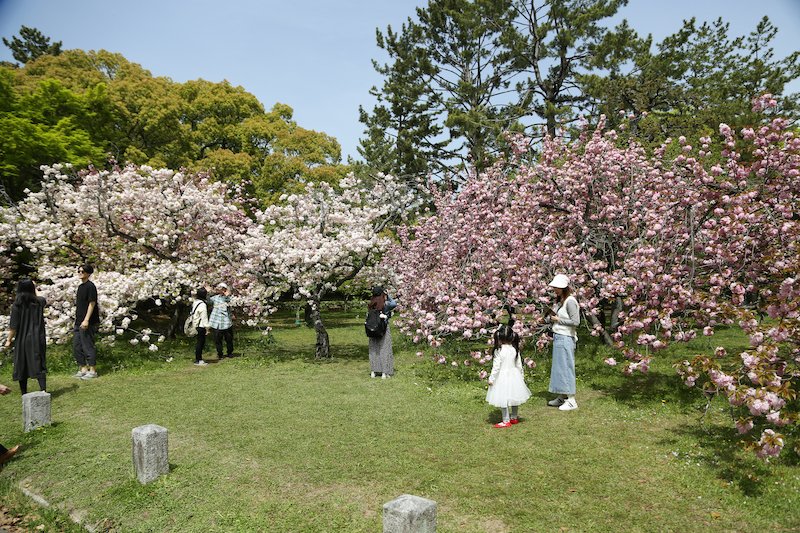 緑豊かな「京都御苑」の様子