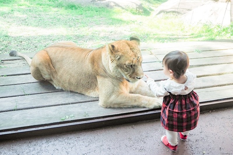 到津の森公園