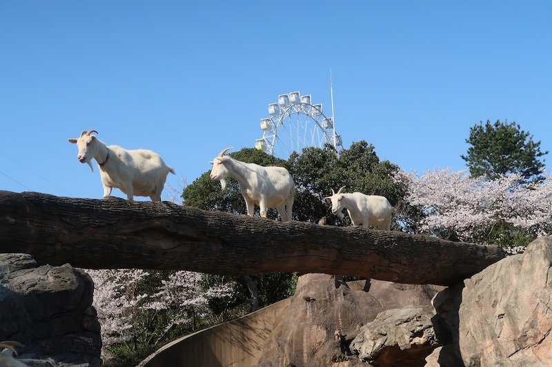 到津の森公園