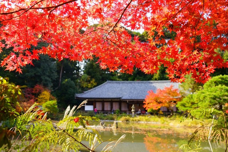 「浄瑠璃寺」の秋